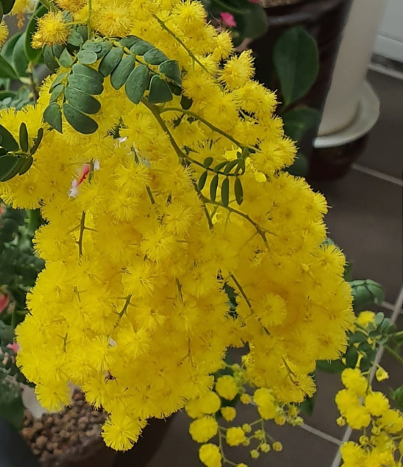 가꾸다 산미구엘라 목사랑초 노랑꽃, 1개