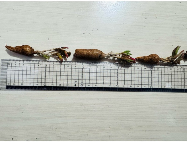 苔鑽 冰花番杏 多肉植物 塊根植物, 1個, 1顆-冰花種球（裸根寄送）,（休眠）種球的大小約1-3公分