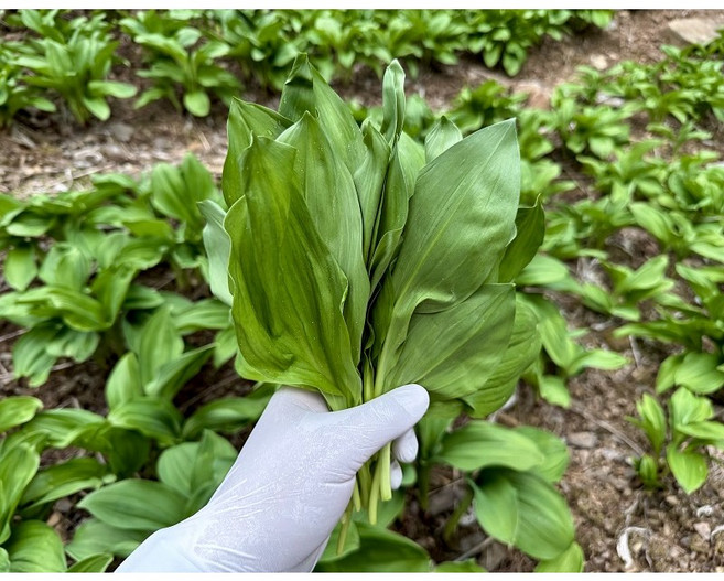 강원도 산마늘 산속에서 재배하는 명이나물 잎명이 판매 1kg 2kg, 잎명이3kg, 3kg