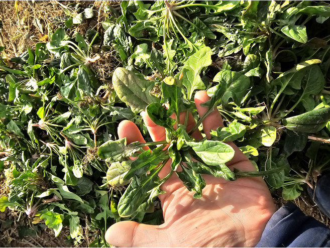 호야마트 유기농 시금치 국내산 신선 채소 산지직송, 1박스, 3kg