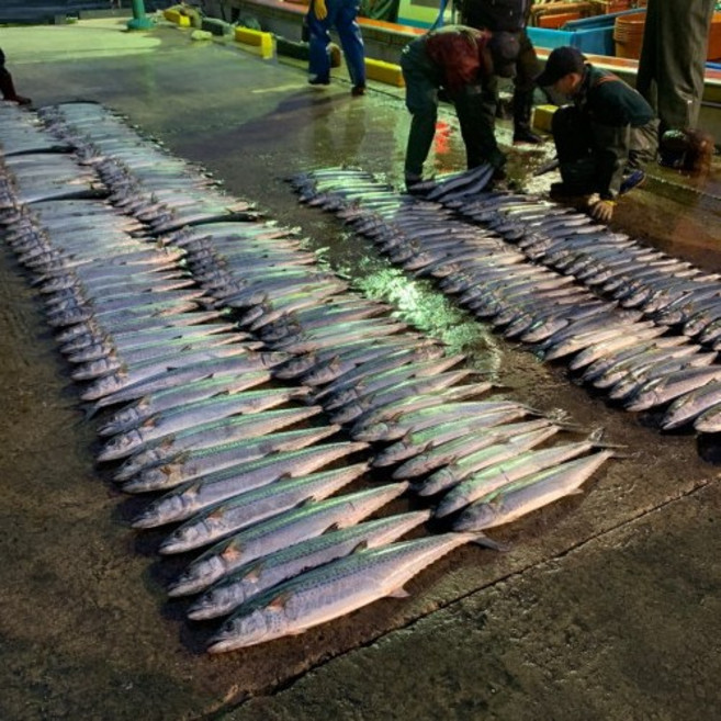 울진과바다 대삼치 한마리 토막진공포장 동해바다 국산, 1개, 대삼치 원물3.0킬로내외