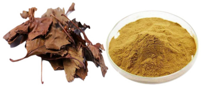 30배 농축 산사나무 잎 산사 잎 추출물, 1개, 200g