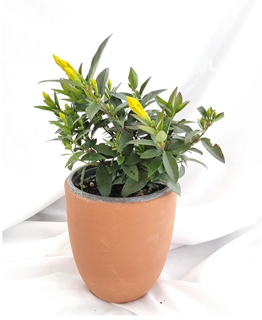 서비내 개나리자스민 Gelsemium sempervirens 야생화 허브 쟈스민 관엽식물 캐롤라인 공기정화식물 노랑꽃, 1개 - 쿠팡