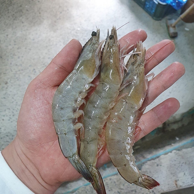 국산 신선급냉 냉동 새우 흰다리새우 대하 생새우 특품, 1개, 3kg