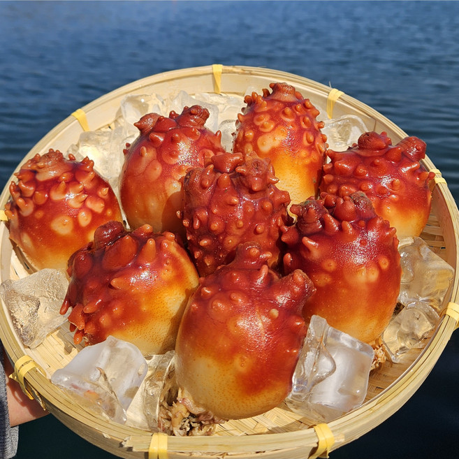 통영백년바다 산지직송 활멍게 깐멍게 손질 1kg 2kg 3kg 5kg, 1개, 활멍게 2kg