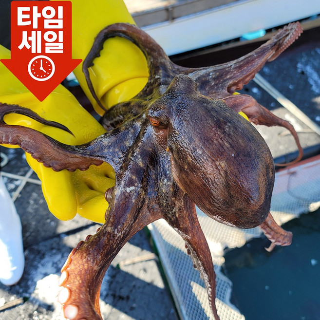 [새벽조업] 산지직송 통영 자연산 활 돌문어 생물, 1개, 제수용 1kg (1마리)