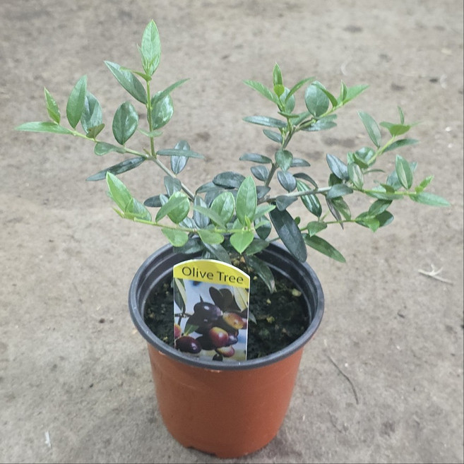 아르베키나 올리브나무소품 열매열리는 품종 건돌이, 1개, 기본