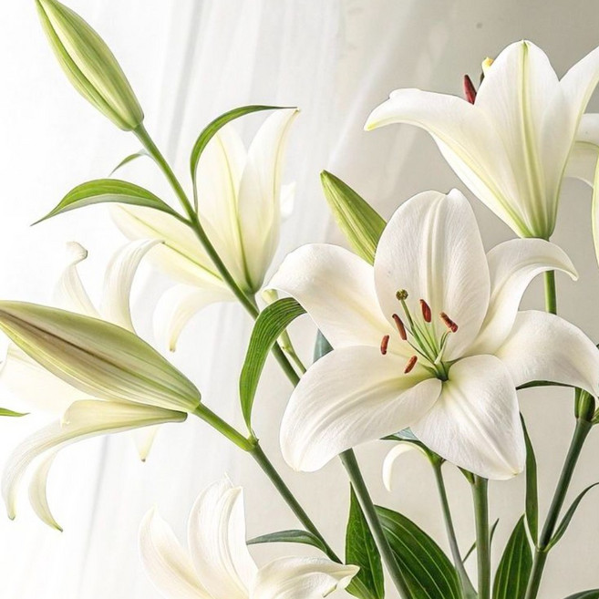 [리틀캠든] 백합꽃 시베리아 흰색 백합 생화 쉐라 핑크백합 생화배송, 1개, 시베리아 흰색 백합 3
