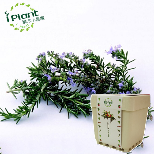 iPlant 積木懶人盆栽農場 薄荷 種子盆栽 香草 培養土, 迷迭香, 迷迭香