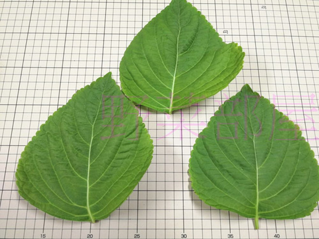 【野菜部屋】韓國芝麻葉種子 大葉品種 約90粒, 1包