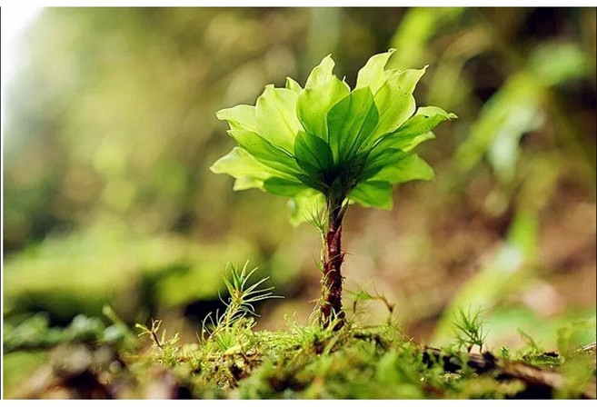綠色植物盆栽 苔蘚植物裝飾, 1個