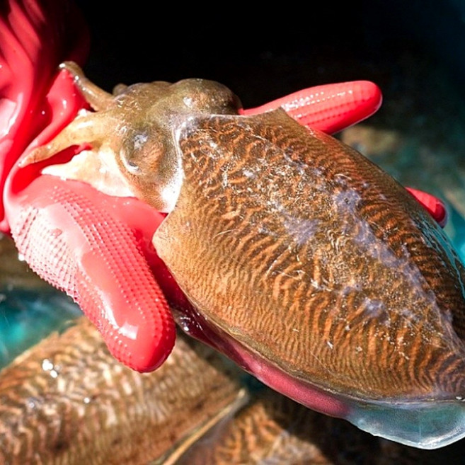 [당일조업] 국내산 특대 갑오징어 생물, 2개, 1kg(2-4미)