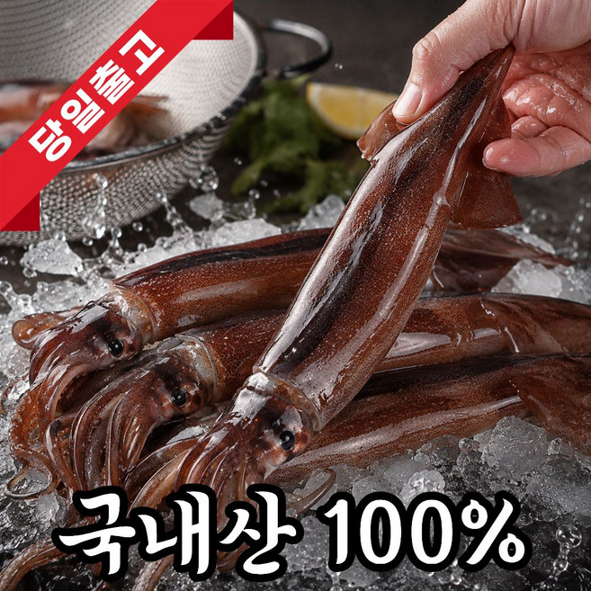 [특품선별] 국산 활 오징어 산오징어 횟감용, 1개, 1kg(4-7미)