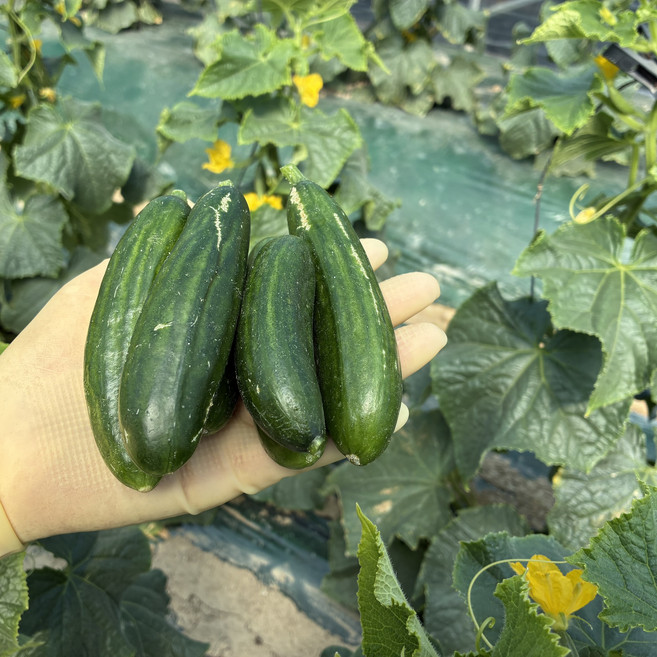 수분 가득 못난이 미니오이 피클 오이지 스낵 제철 간식용 1.5kg 3kg 5kg, 1개, 클로렐라 못난이 미니오이 5kg