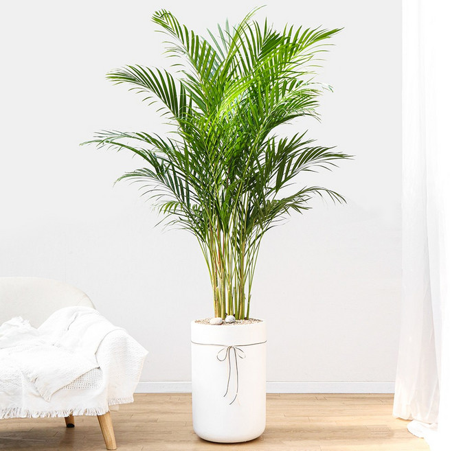 드셀플라워 금전수 돈나무 개업 화분 집들이 선물 승진 사무실 이전 병원 개원 식당 개업식 축하 화분 배달 당일배송, 35.아레카야자 × 1개