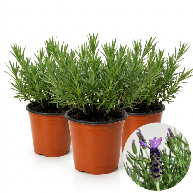 프렌치 라벤더 3개입 소형 허브식물 라벤다 식용 모종 향기나는 다년생 대성식물, 3개