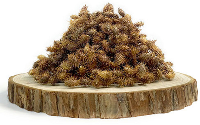 산약초이야기 자연산 도꼬마리 창이자 독고마리 300g 600g, 1개