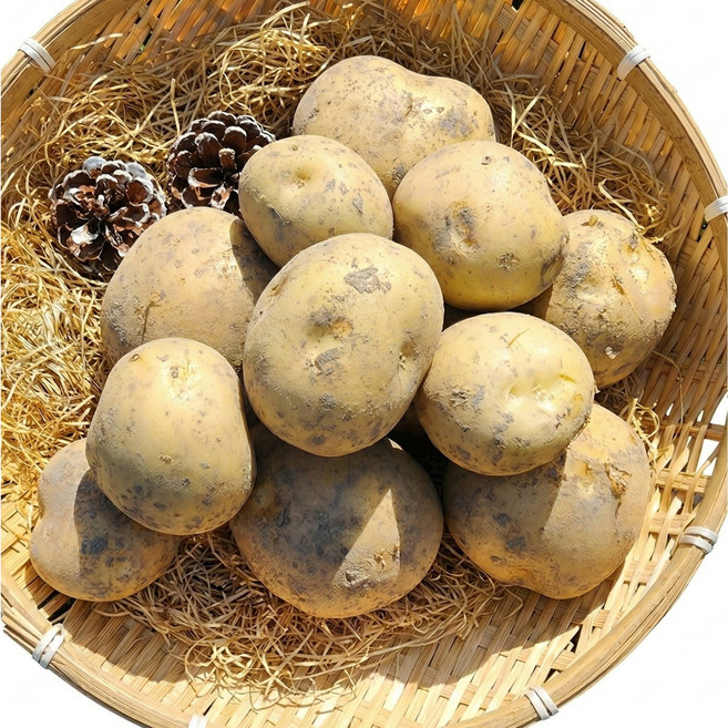 본연채 2026년 햇 설봉 수미감자 두백 5kg 10kg 산지직송 포슬포슬한 국산 감자, 1개, 3KG 특대