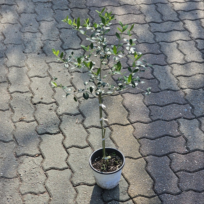 그린식물팜 올리브나무 외목대 중품 야생화 변려식물 카페화분, 1개