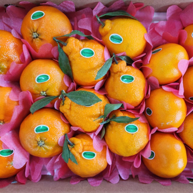 한라봉 레드향 천혜향 3종 명절선물세트, 1박스, 한라봉 레드향 천혜향 3종세트 2.5kg (6-12과)