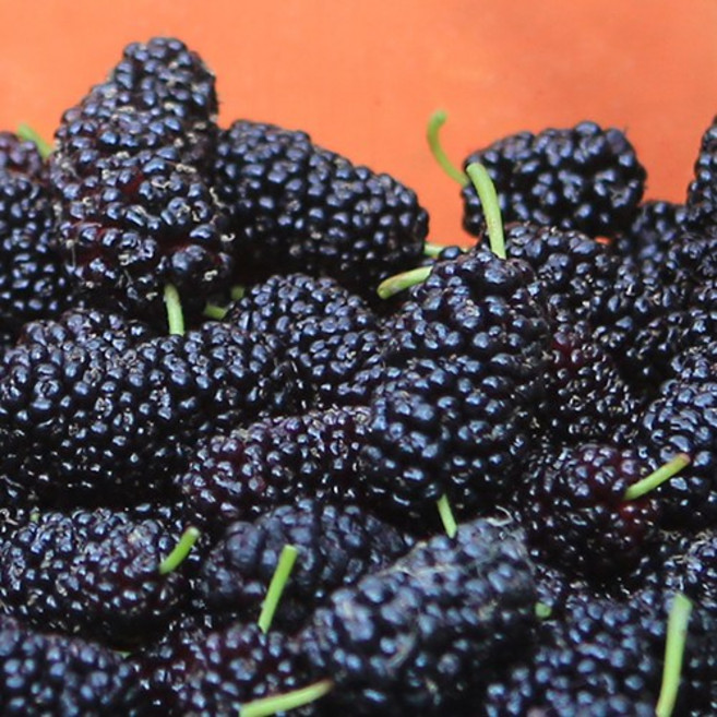 햇오디 고창산 토종오디 (재래종 오디)오디생과(급냉) 5kg, 1개