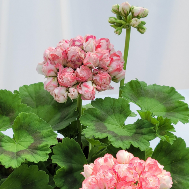 라망가든 데니스 제라늄 소형 꽃모종, 1개