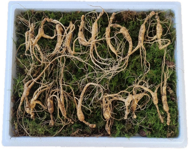 국산 강원도 파지삼 10~11년근 산삼 장뇌삼, 20뿌리, 1개