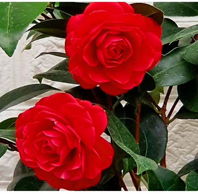 [이삽저삽] 동백나무 블랙로즈 화분2개(키30-40cm내외/6치화분포함) 장미동백나무/붉은색 장미꽃 같은 느낌이 남/ 실내소품 공기정화식물 관상용