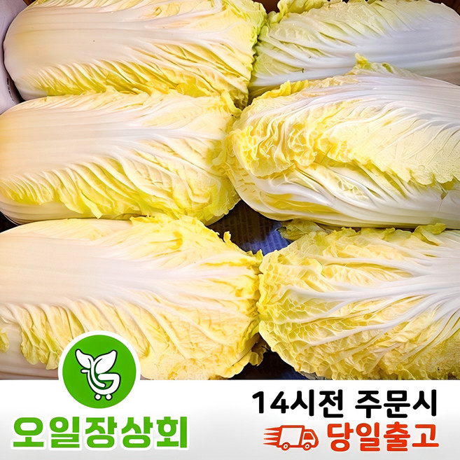 (오 일 장 상 회) 국내산 알배기 알배기배추 알배추 쌈배추, 12개