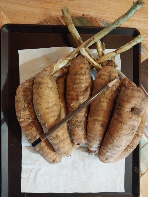 하늘채농원 자연산 천마/생천마/토종천마/야생천마 1Kg, 1개, 1kg(중품)