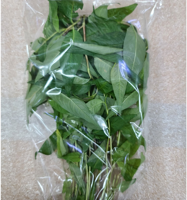 아시아바질 라오람 바질 신선한채소 포장1Pack WORLDFOOD, 1개