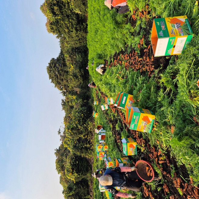 국내산 제주 구좌당근 산지배송 신선하고 아삭아삭한 특상품 3kg 5kg 10kg, 1박스, 10kg(왕)