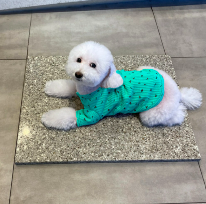 SHEE"YA 쿨대리석 강아지대리석 애견쿨방석 쿨매트, 단일수량