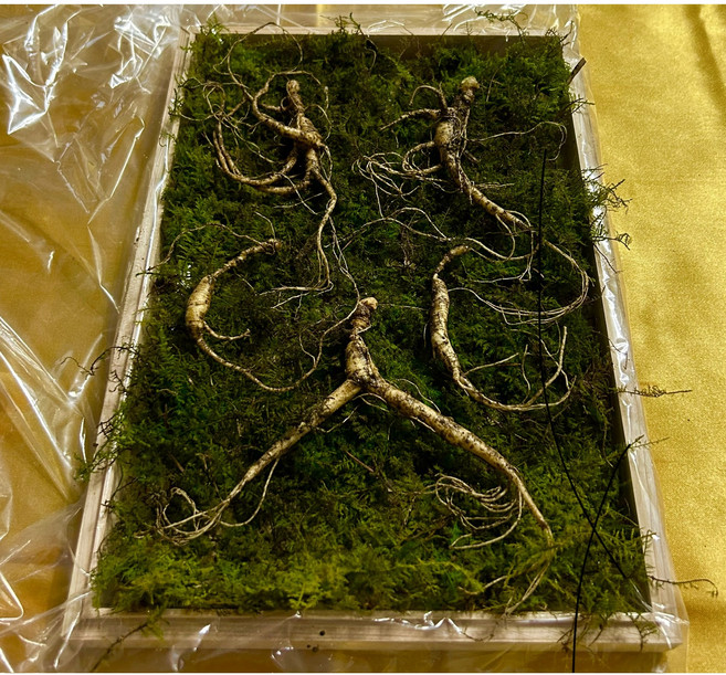 오동나무함 산양삼 12-15년산 5뿌리 건강 선물세트, 1박스, 5개입