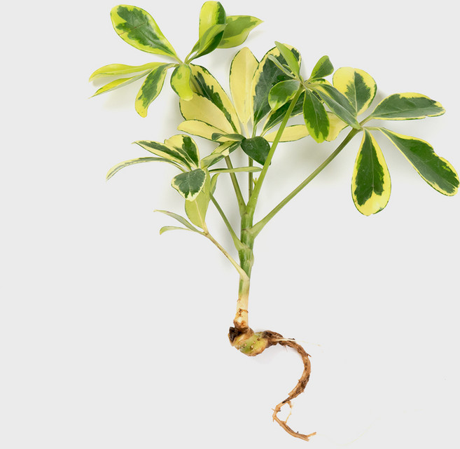 메이크정글 흙 없이 키우기 쉬운 수경재배 흙 세척 식물 모음, 무늬홍콩야자