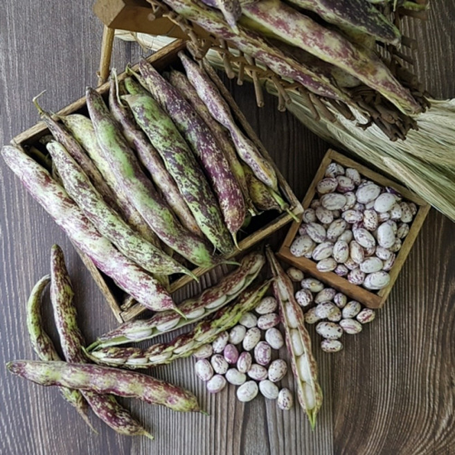 [산지농가직송]충남홍성 햇 호랑이콩 노지호랑이콩1kg, (수확중)노지 햇 호랑이콩, 2개, 1kg