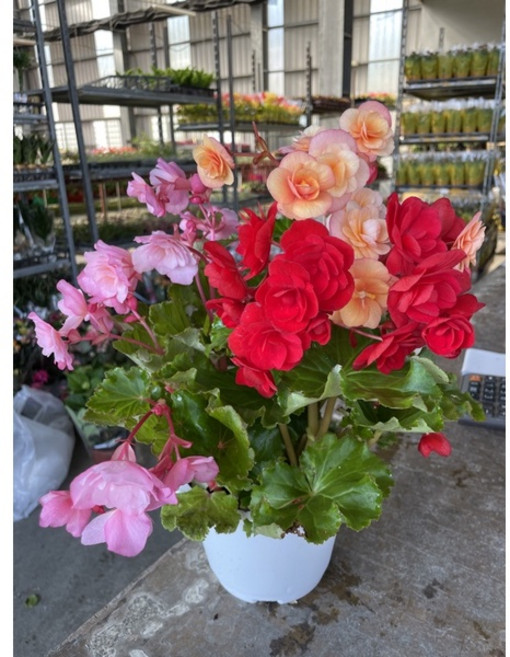 霏霏園藝 綜合麗格海棠 7吋盆栽 多色組合