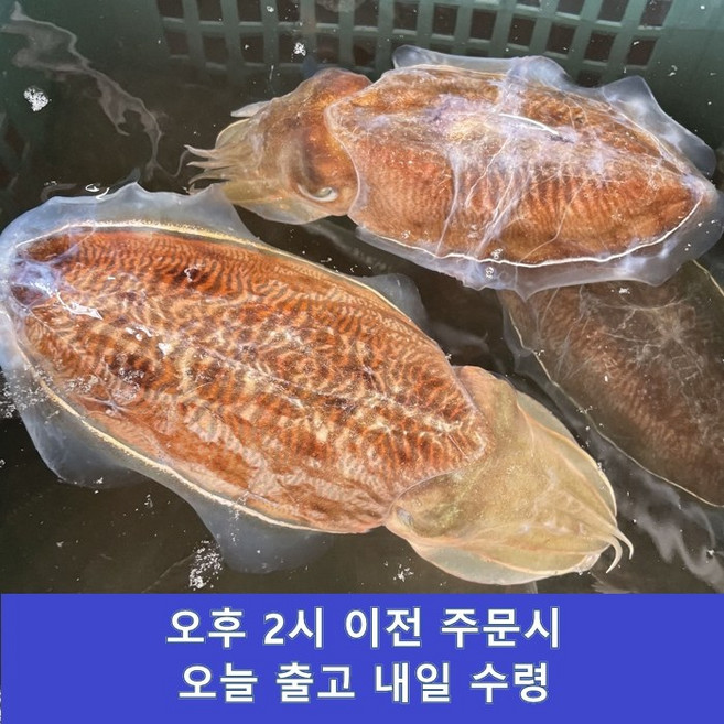 국산 활갑오징어 급냉갑오징어 손질갑오징어, 1개, 생물갑오징어1kg(4-6미)