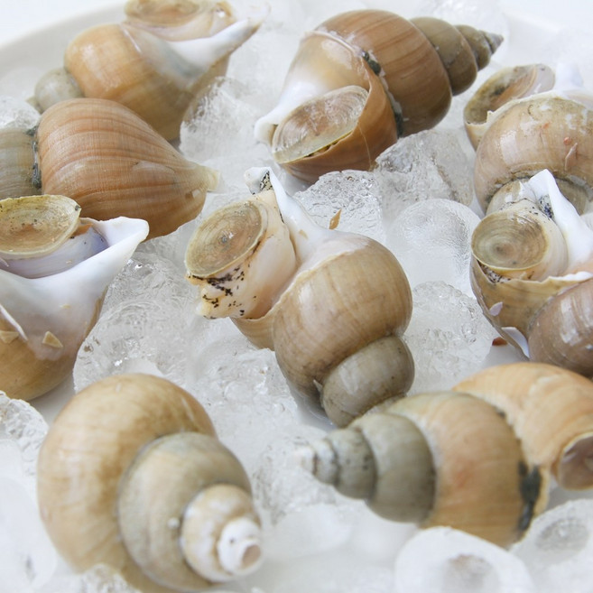 [선주직송] 당일조업 국내산 산소포장 백골뱅이 백고동 제철 생물, 1개, 생물 백고동 소소 (60~70미) 1kg