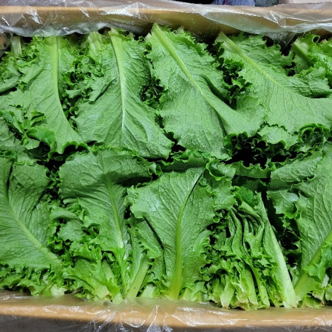 야채맘 로메인상추 2kg내외, 1박스, 2kg