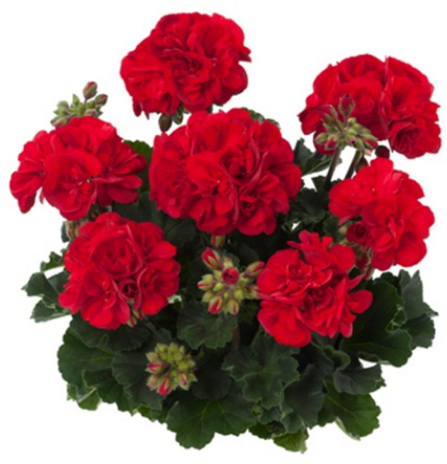 제라늄 15cm 베른트, 1개