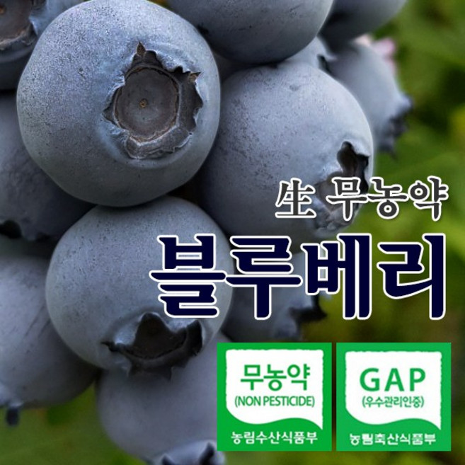 더조은팜 블루베리 생과 백화점납품 국내산 무농약인증 하우스 500g 당일수확 농장직송, 1박스