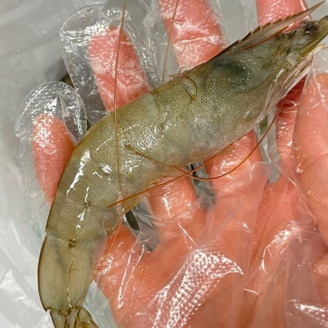 국내산 흰다리새우1kg 35미 내외 업소용 새우장 새우찜 새우탕 소금구이 간식 안주, 1세트, 1kg(35미내외)