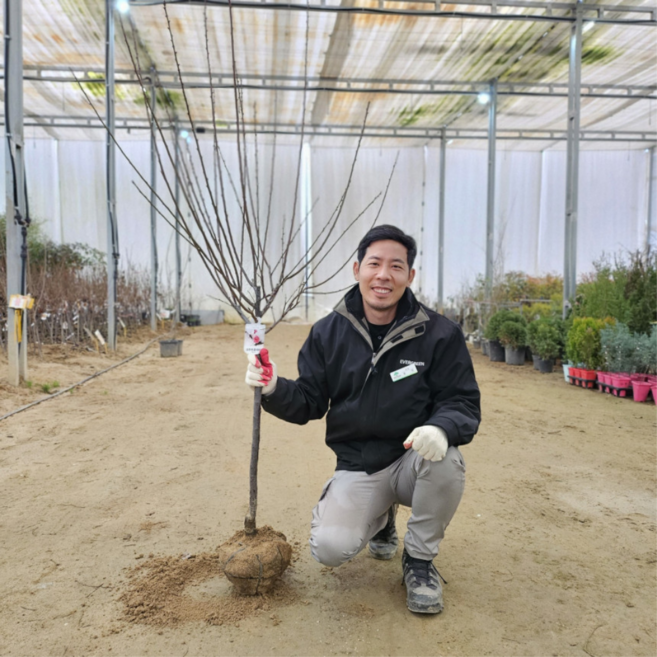 설중매 5년생 개화주 매화나무 홍매화 매실나무 에버그린농원, 1개, 설중매5년생