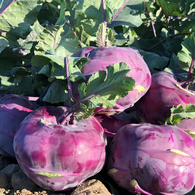 제주 콜라비 못난이 가정용 이유식 피클, 10kg, 1박스