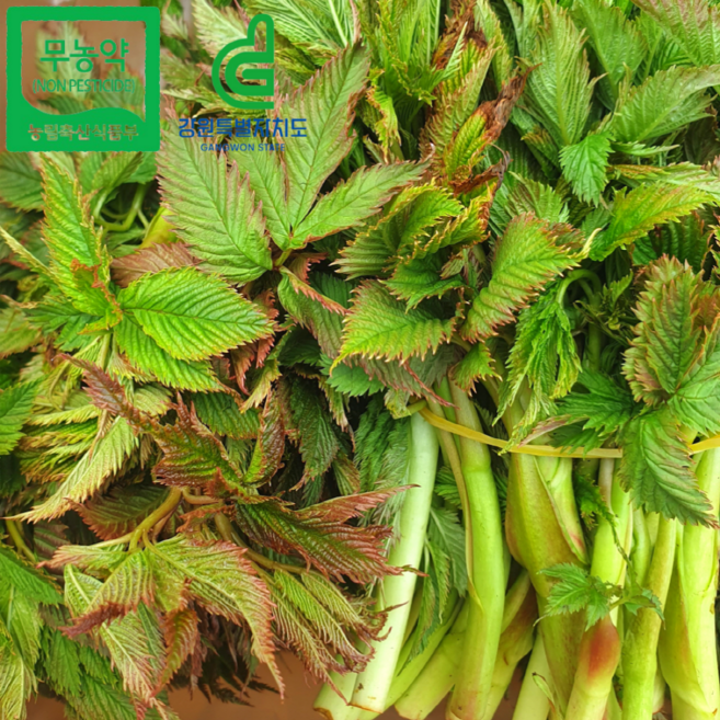 [도담들] 양구군산림조합 생 무농약 자연산 눈개승마 삼나물 100% 국산, 1kg, 1개