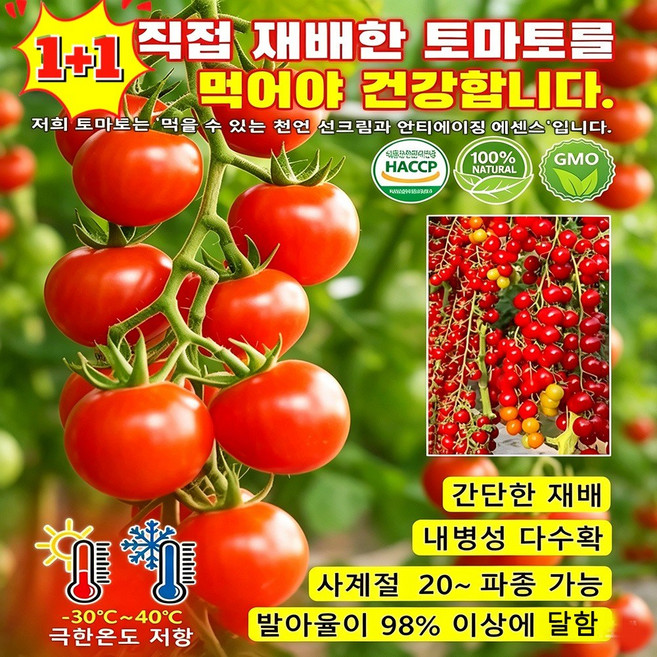 【베란다관람+식용】 폭포토마토 토마토 씨앗 완전 달콤한 방울토마토 분재 블랙 다이아몬드 토마토 씨앗, 2개, 100알