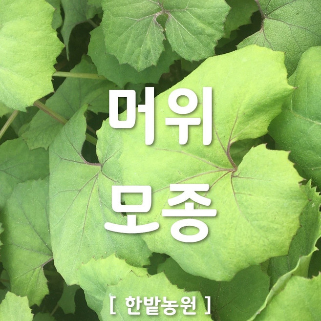 채소 모종 ~ 각종 묘종. 베란다 텃밭 세트 공기정화식물 허브 씨앗 채소모종 ~, H032 머위 모종 1개