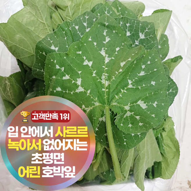 삼시세끼연구소 야들야들 최상품 어린 호박잎 호박잎쌈, 1세트, 500g