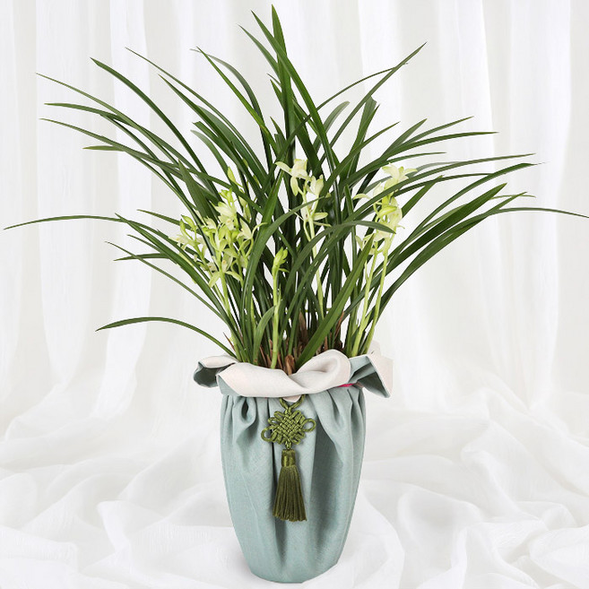 (오늘도착) 99플라워 동서양란 모음 - 개업 승진 축하 취임 이사 동양란 서양란 전국당일배송 화분, 05.[ST-E531]품격있는 신동양란